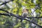 bramble finch (Fringilla montifringilla) female