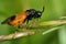 Bramble sawfly (Arge cyanocrocea)