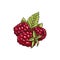 Brambleberry, raspberry or dewberry isolated berry