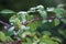 Brambleberry thorny stems