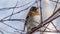 Brambling