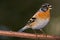 Brambling