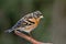 Brambling