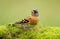 The Brambling bird (Fringilla montifringilla)