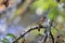 A brambling on a branch of tree