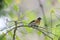 A brambling on a branch of tree