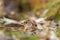 Brambling on the fallen leaves