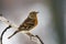 Brambling female perched on a branch