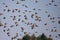 Brambling flocks