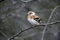 Brambling, Fringilla montifringilla