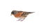 Brambling (Fringilla montifringilla)