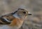 Brambling (Fringilla montifringilla) female closeup