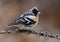 Brambling (Fringilla montifringilla) male perched on a branch