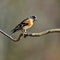 The brambling, Fringilla montifringilla male sits on a branch