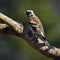 The brambling, Fringilla montifringilla male sits on a branch