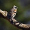The brambling, Fringilla montifringilla male sits on a branch