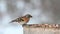 Brambling, Fringilla montifringilla n the wild