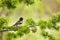 Brambling, Fringilla montifringilla on a pine branch.Wildlife scene from Norway