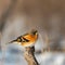 Brambling, Fringilla montifringilla, single male on branch