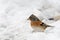 Brambling Fringilla montifringilla in snow. Migration in winter