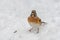 Brambling Fringilla montifringilla in snow searching for food
