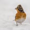 Brambling Fringilla montifringilla standing in the snow