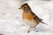 Brambling Fringilla montifringilla stands on the snow