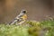 Brambling male, Fringilla montifringilla, feeding on the ground with other fringillidae