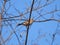 Brambling perched on branch