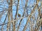 Brambling perched on branch