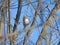 Brambling perched on branch