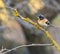 Brambling perching on lichen-covered branch