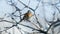 Brambling songbird at winter tree