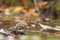 Brambling on the water among fallen leaves