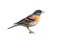 Brambling on white