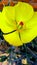 Bramhadandi argemone mexicana flower