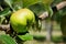 Bramley cooking apple ripening on the branch