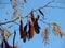 A Branch of Acacia Tree with Yellow Leaves and Brown Seed Pods against blue sky.