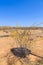 Branch from an African Acacia. Savannah during a hot day. Namibia