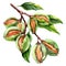 Branch of almond nuts tree with green almonds isolated, hand drawn watercolor illustration on white