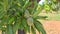 Branch of almond tree with green almonds