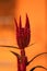 Branch of Amaranth or Amaranthus cosmopolitan annual plant with flowers arranged in colourful bracts on top of stem with flowers