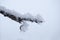 A branch of an apple tree covered with patterned hoarfrost