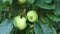 A branch of an apple tree with large green apples close-up
