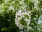 A branch of an apple tree in lush bloom