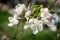 Branch of apple tree in the period of spring flowering with natural green background