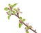 Branch apple tree with spring buds