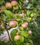 A branch of an apple tree on which there are almost ripe small reddish-green apples.