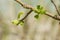The branch of the Apple tree on which there are unopened buds. Green background