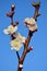 Branch of apricot tree with flowers